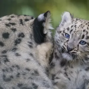 Snow leopard mother grooming three-month-old captive cub Print Snow leopard mother grooming three-month-old captive cub Print