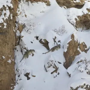 Leopardo de nieve (Panthera uncia) madre y su cachorro sub-adulto escalando un acantilado empinado. Leopardo de nieve (Panthera uncia) madre y su cachorro sub-adulto escalando un acantilado empinado.