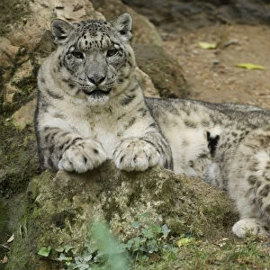 Snow leopard (Panthera uncia) mother suckling cub, captive, occurs in mountains of central