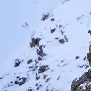 Snow leopard (Panthera uncia) old male at dusk looking from a cliff ledge in Spiti valley