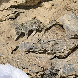 Snow leopard (Panthera uncia) old male walking on a cliff ledge in Spiti valley