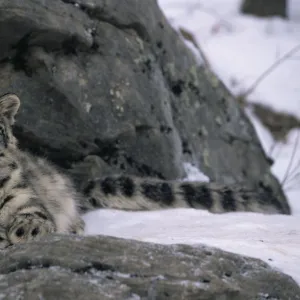 Snow leopard {Panthera uncia} resting by rocks in snow, captive