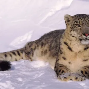 Captive Snow leopard Print: Resting in the Snow Captive Snow leopard Print: Resting in the Snow