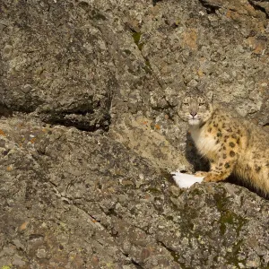 Snow leopard {Panthera uncia} on rocky ground, China, captive