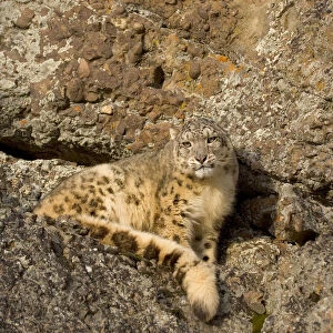 Snow leopard {Panthera uncia} on rocky ground, China, captive