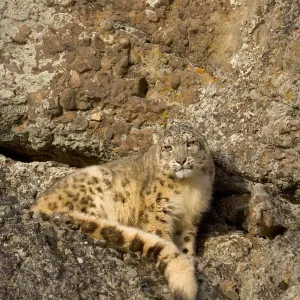 Captive Snow leopard Print on rocky ground Captive Snow leopard Print on rocky ground