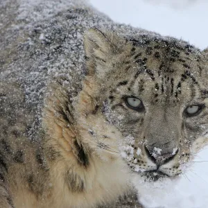 Snow leopard (Panthera uncia) in snow, captive, USA