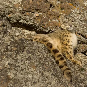 Snow leopard {Panthera uncia} sunning on rocky ground, China, captive