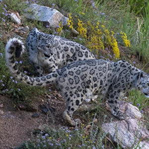 Snow leopard (Panthera uncia) Tian Shan / Celestial Mountains, Kyrgyzstan, captive
