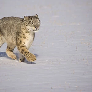 Snow leopard {Panthera uncia} walking over snow, China, captive