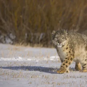 Snow leopard {Panthera uncia} walking across snowy landscape, China, captive