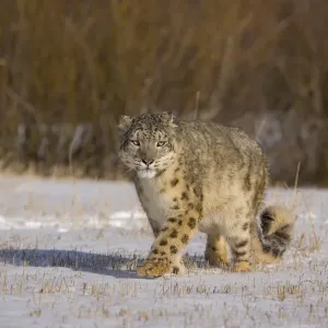 Captive Snow leopard Print Captive Snow leopard Print