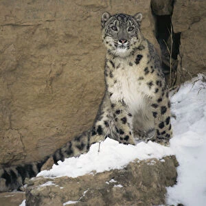 Snow Leopard on snowy rockface {Panthera uncia} captive