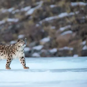 Snow leopard (Uncia uncia) Altai Mountains, Mongolia. March