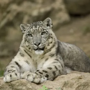 Snow leopard (Uncia uncia) captive, occurs in mountains of central and southern Asia Snow leopard (Uncia uncia) captive, occurs in mountains of central and southern Asia