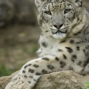 Snow leopard print, Central Asian mountain habitat Snow leopard print, Central Asian mountain habitat