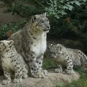 Snow leopard mother with 2 cubs Print Snow leopard mother with 2 cubs Print