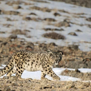 Snow leopard (Uncia uncia) walking, Altai Mountains, Mongolia. March