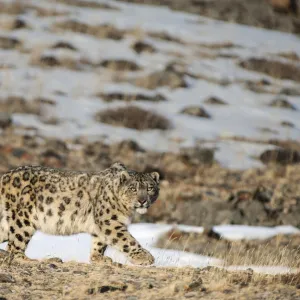 Snow leopard (Uncia uncia) walking, Altai Mountains, Mongolia. March