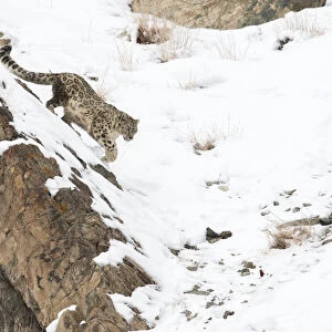 Snow Leopard (Uncia uncia) walking down snow covered slope, Hemis National Park, Ladakh