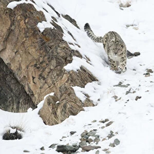 Snow leopard (Uncia uncia) walking down snow covered slope, Hemas National Park, Ladakh, India