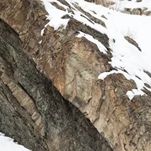 Snow Leopard (Uncia uncia) walking down snow covered slope, Hemas National Park, Ladakh