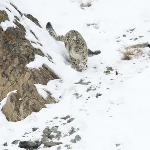 Snow leopard (Uncia uncia) walking down snow covered slope, Hemas National Park, Ladakh, India Snow leopard (Uncia uncia) walking down snow covered slope, Hemas National Park, Ladakh, India