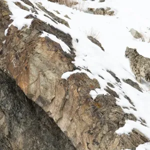 Snow Leopard Print: Snowy Slope Scene Snow Leopard Print: Snowy Slope Scene