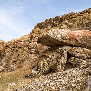 Snow leopard (Unica unica) standing beside boulder in rocky landscape of Himalayas, prior to scent marking. Ule, Ladakh, India. March 2018. Sequence 1/2