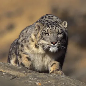 Snow leopard. Wild {Panthera uncia} Ladakh, India