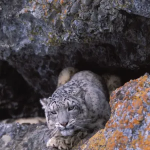 Snow leopard. Wild {Panthera uncia} Ladakh, India Snow leopard. Wild {Panthera uncia} Ladakh, India