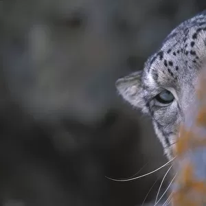 Snow leopard. Wild. {Panthera uncia}Ladakh, India