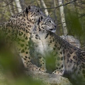 Snow leopards (Panthera uncia) mother and young, captive