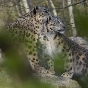 Captive Snow Leopard Mother and Young Print Captive Snow Leopard Mother and Young Print