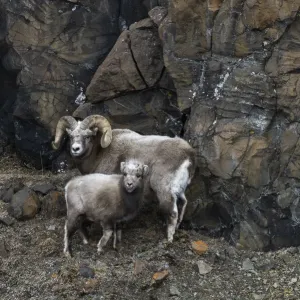 Snow Sheep Print: Adult with Lamb Against Rockface Snow Sheep Print: Adult with Lamb Against Rockface