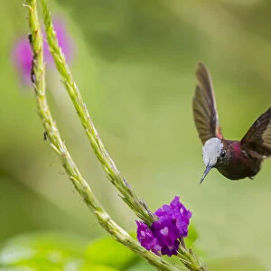 Snowcap hummingbird (Microchera albocoronata) visiting Porterweed (Stachytarpheta sp)