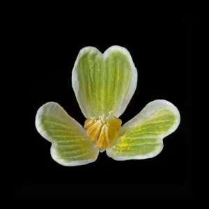 Snowdrop (Galanthus nivalis) anthers and inner petals, Print Snowdrop (Galanthus nivalis) anthers and inner petals, Print