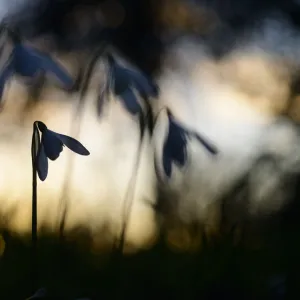 Snowdrop (Galanthus nivalis) flowering, silhouetted at sunset, London, UK, February