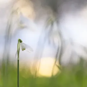 Snowdrop (Galanthus nivalis) flowering, silhouetted at sunset, London, UK, February Snowdrop (Galanthus nivalis) flowering, silhouetted at sunset, London, UK, February