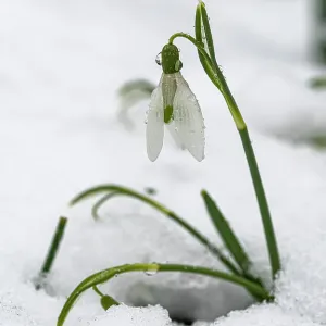 Snowdrop (Galanthus nivalis) in snow, Surrey, UK. March Snowdrop (Galanthus nivalis) in snow, Surrey, UK. March