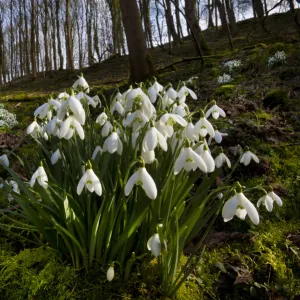 Snowdrops (Galanthus nivalis) flowering in woodland