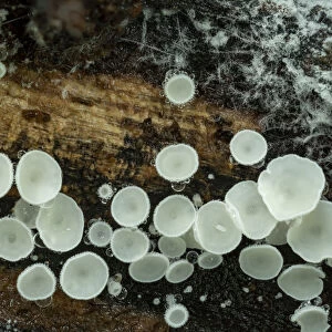 Snowy disco fungus (Lachnum virgineum) Gosford Forest Park, County Armagh
