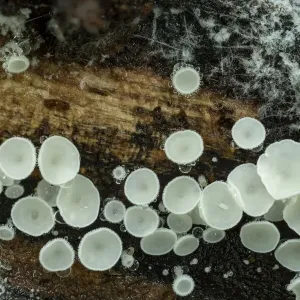 Le champignon disco neigeux (Lachnum virgineum) Parc forestier de Gosford, Comté d'Armagh. Le champignon disco neigeux (Lachnum virgineum) Parc forestier de Gosford, Comté d'Armagh.
