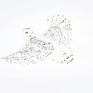 Snowy owl (Bubo scandiaca) female, in flight in winter, Canada. January Snowy owl (Bubo scandiaca) female, in flight in winter, Canada. January