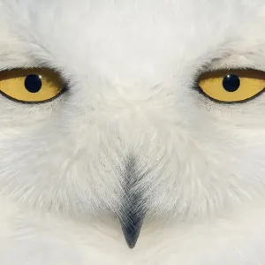 Le hibou des neiges (Bubo scandiacus) face féminine à gros plan, Canada février. Le hibou des neiges (Bubo scandiacus) face féminine à gros plan, Canada février.