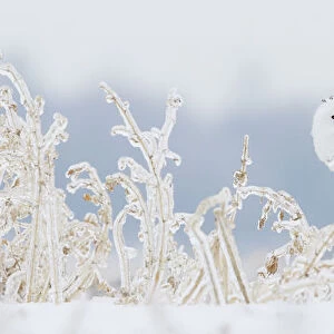 Snowy owl (Bubo scandiaca) female sitting among snow covered vegetation on ground