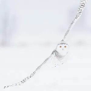 Búho Carpintero (Bubo scandiaca) en vuelo sobre paisaje cubierto de nieve, Ottawa, Ontario, Canadá, diciembre. Búho Carpintero (Bubo scandiaca) en vuelo sobre paisaje cubierto de nieve, Ottawa, Ontario, Canadá, diciembre.