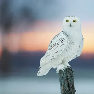 Snowy Owl Print: Perched on Wooden Post at Dusk Snowy Owl Print: Perched on Wooden Post at Dusk