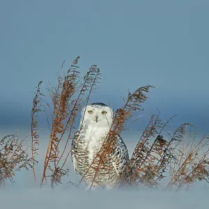 Snowy Owl Print: January Scene in Canadian Snow Snowy Owl Print: January Scene in Canadian Snow