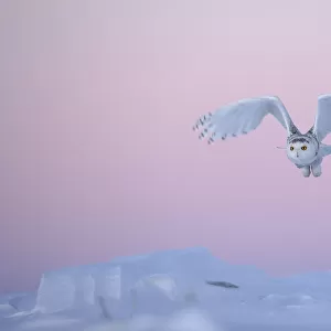 Snowy owl (Bubo scandiaca) taking off over snow, Canada